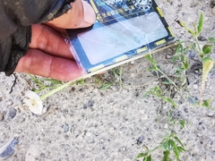 Acleisanthes longiflora