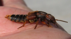 Platydracus immaculatus