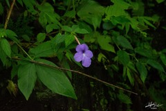 Achimenes longiflora