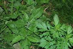 Cirsium arvense