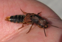 Platydracus immaculatus