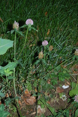 Trifolium pratense