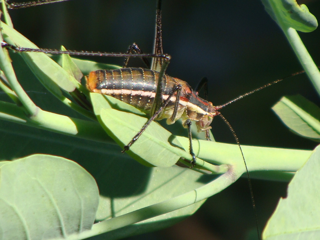 Mactruchus serrifer