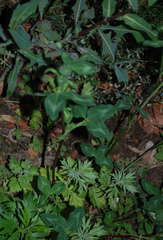 Trifolium pratense