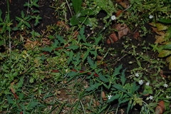 Oxybasis glauca