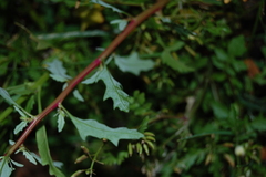 Oxybasis glauca