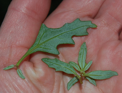 Oxybasis glauca
