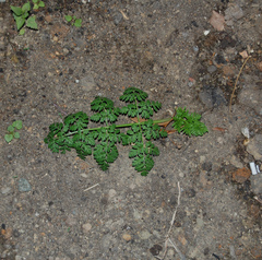 Anthriscus sylvestris
