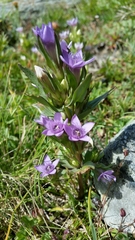 Gentianella ramosa