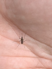 Culiseta alaskaensis
