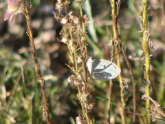 Eurema daira