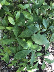 Pseudopanax lessonii