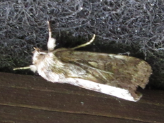 Spodoptera depravata