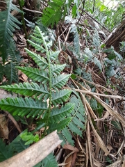 Selaginella exaltata