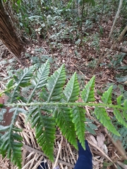 Selaginella exaltata