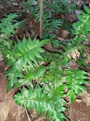 Adiantum argutum