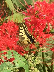 Papilio machaon hippocrates