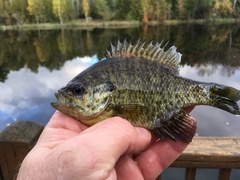 Lepomis gibbosus × macrochirus