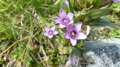 Gentianella ramosa
