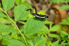 Castilia