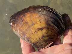 Ellipsaria lineolata