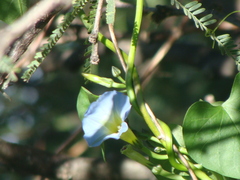 Ipomoea cardiophylla