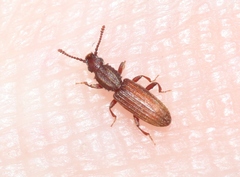 Oryzaephilus mercator