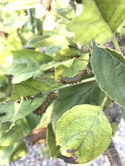 Oedemasia concinna