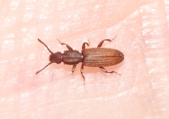 Oryzaephilus mercator