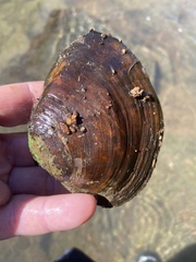 Ellipsaria lineolata