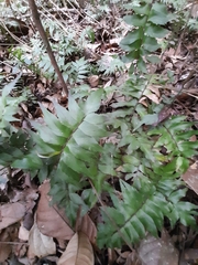 Adiantum argutum