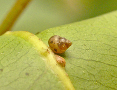 Tornatellinops mastersi