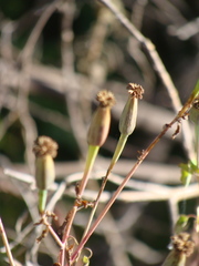Porophyllum ruderale