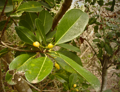 Acronychia imperforata