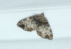 Chrysolarentia phaedra