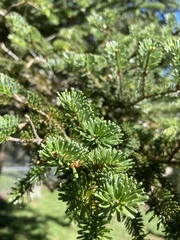 Abies fraseri
