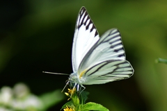 Appias libythea olferna
