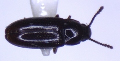 Pharaxonotha