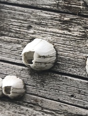 Amphibalanus eburneus