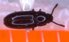 Pharaxonotha