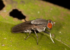 Lauxaniinae