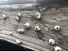 Amphibalanus eburneus