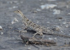 Holbrookia subcaudalis