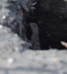 Holbrookia subcaudalis