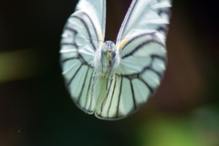 Appias libythea olferna