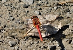 Sympetrum pallipes