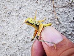 Phoetaliotes nebrascensis