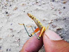 Phoetaliotes nebrascensis