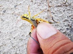 Phoetaliotes nebrascensis