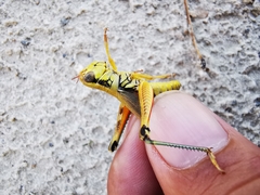 Phoetaliotes nebrascensis
